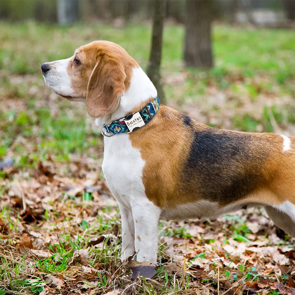 COLLARE CANI PERSONALIZZATO! 🐶 Nylon Resistente + ID GRATIS - Taglia S/M/L